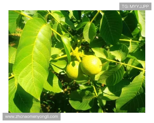 威尼斯娱乐官网首页：探索最全面的在线娱乐平台推荐与最新优惠活动